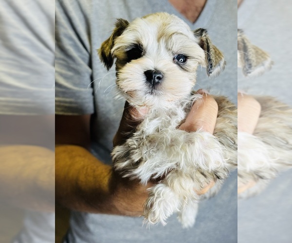 Medium Photo #3 Schnauzer (Miniature) Puppy For Sale in KISSIMMEE, FL, USA