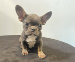 Puppy 2 French Bulldog