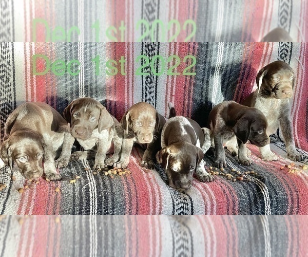 Medium Photo #15 German Shorthaired Pointer Puppy For Sale in WOODLAND PARK, CO, USA