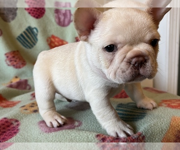 Medium Photo #5 French Bulldog Puppy For Sale in TERRE HAUTE, IN, USA