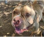 Small #1 American Bulldog