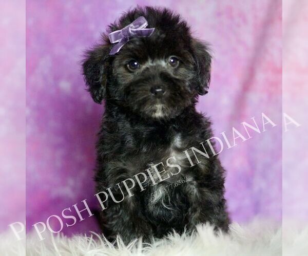 Medium Photo #6 Morkie Puppy For Sale in WARSAW, IN, USA