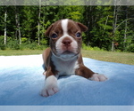 Puppy Red Male Boston Terrier