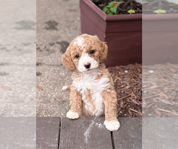 Medium Photo #8 Goldendoodle (Miniature) Puppy For Sale in SAINT MARYS, KS, USA