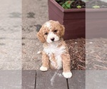 Small #7 Goldendoodle (Miniature)