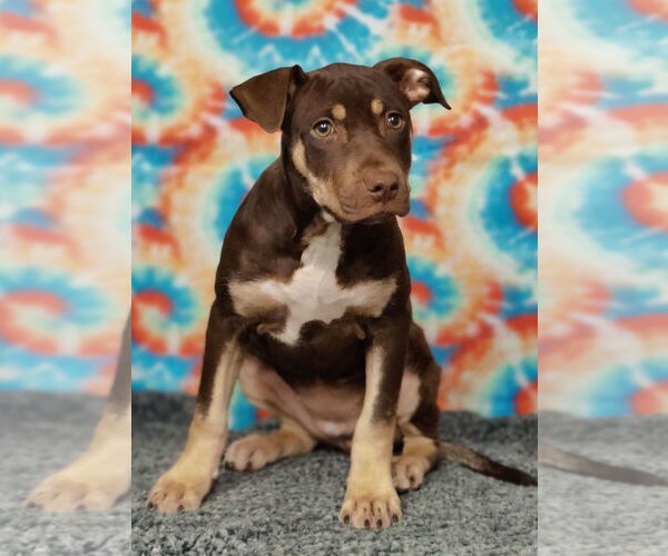 Medium Photo #2 American Pit Bull Terrier-Labrador Retriever Mix Puppy For Sale in Talladega, AL, USA