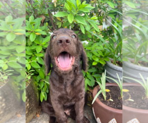 Labradoodle Puppy for sale in PEMBROKE, GA, USA