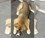 Small #1 Alaskan Husky-Saint Bernard Mix
