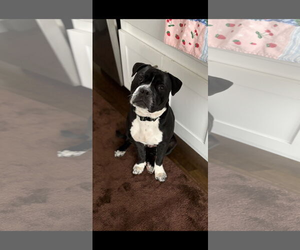 Medium Photo #5 Mutt Puppy For Sale in Crete, IL, USA