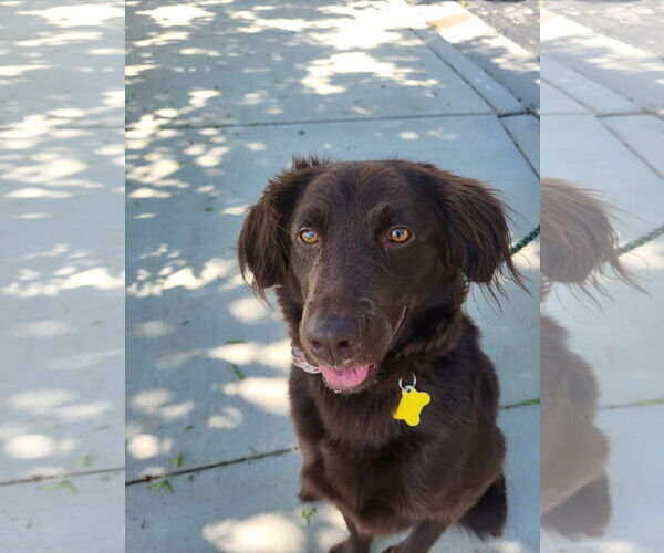 Medium Photo #7 Australian Shepherd-Unknown Mix Puppy For Sale in Sandy, UT, USA