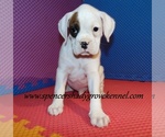 Small #2 Boxer