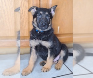 German Shepherd Dog Puppy for sale in WARREN, MA, USA