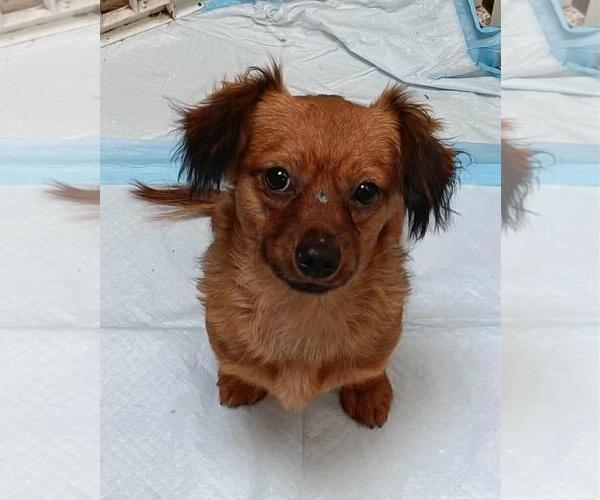 Medium Photo #1 Chiweenie Puppy For Sale in San Diego, CA, USA