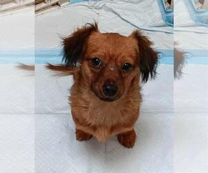 Chiweenie Dogs for adoption in San Diego, CA, USA