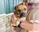 Small #1 Boxer Mix