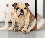 Small Bulldog