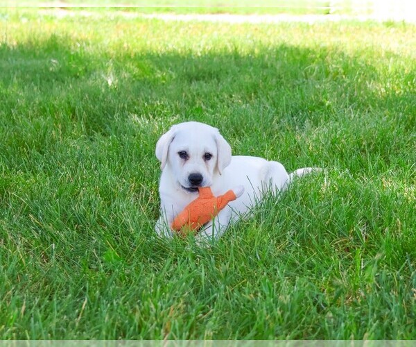 Medium Photo #5 Labrador Retriever Puppy For Sale in SYRACUSE, IN, USA