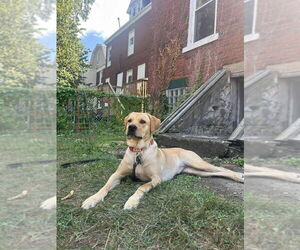 Labrador Retriever Dogs for adoption in Springdale, PA, USA