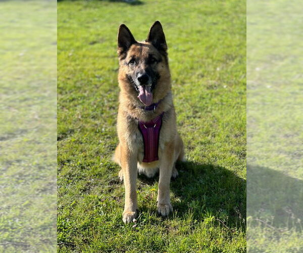 Medium Photo #13 German Shepherd Dog Puppy For Sale in South Bend, IN, USA