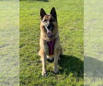 Small #12 German Shepherd Dog