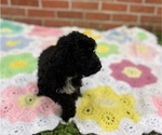 Small Photo #4 Springerdoodle Puppy For Sale in GADSDEN, AL, USA