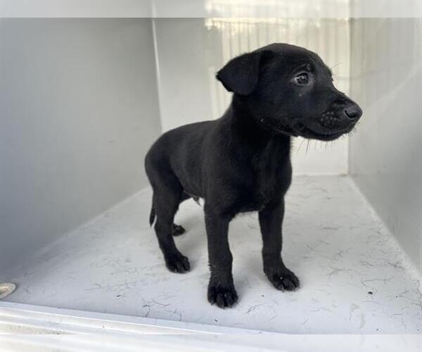 Medium Photo #1 Labrador Retriever-Unknown Mix Puppy For Sale in Houston, TX, USA