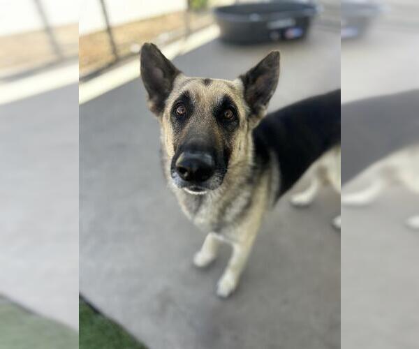 Medium Photo #1 German Shepherd Dog Puppy For Sale in Chula Vista, CA, USA