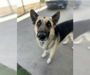 German Shepherd Dog Dogs for adoption in Chula Vista, CA, USA