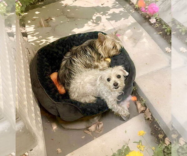 Medium Photo #3 Maltese Puppy For Sale in Spring Lake, NC, USA