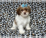 Small Photo #2 Lhasa Apso Puppy For Sale in LAKELAND, FL, USA