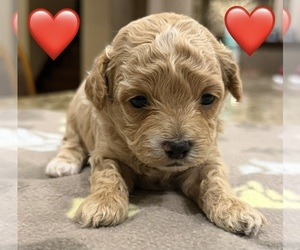 Maltipoo (Toy) Puppy for sale in CARLSBAD, CA, USA