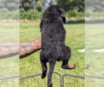 Small #4 Bernedoodle (Miniature)