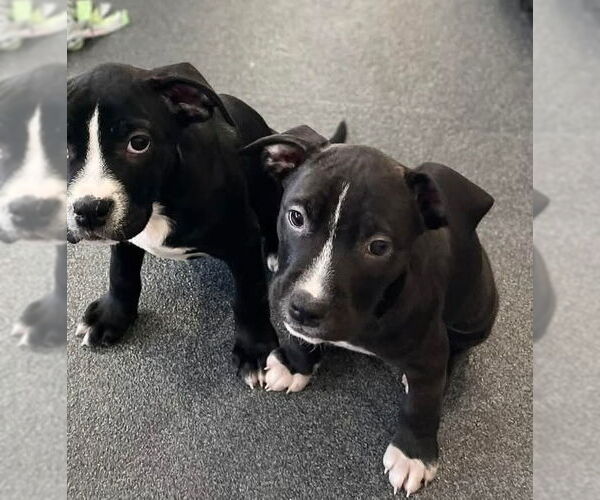 Medium Photo #10 American Pit Bull Terrier-American Staffordshire Terrier Mix Puppy For Sale in Caribou, ME, USA