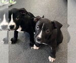 Small #9 American Pit Bull Terrier-American Staffordshire Terrier Mix