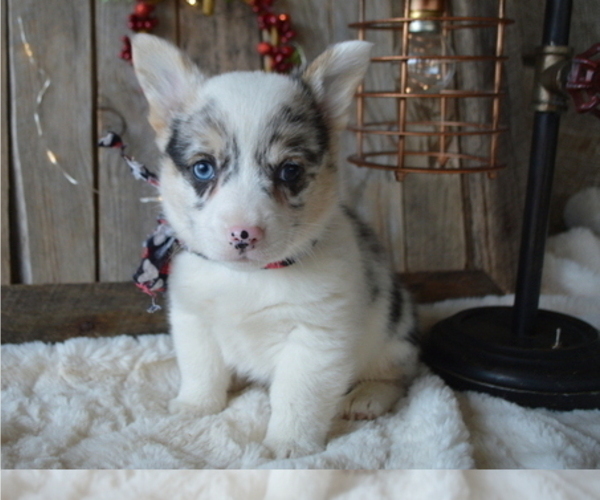 Medium Photo #6 Pembroke Welsh Corgi Puppy For Sale in HONEY BROOK, PA, USA