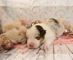 Small Photo #5 Australian Shepherd Puppy For Sale in STAFFORD, VA, USA
