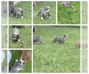 Olde English Bulldogge Puppy for sale in TIFTON, GA, USA