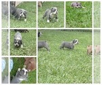 Small Olde English Bulldogge