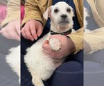Small Photo #2 ShiChi Puppy For Sale in Wakefield, RI, USA