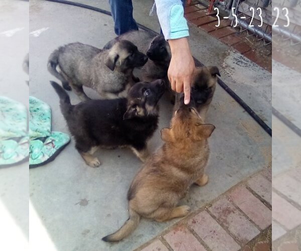 Medium Photo #18 German Shepherd Dog-Unknown Mix Puppy For Sale in Apple Valley, CA, USA