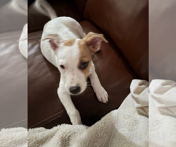 Medium Photo #2 American Pit Bull Terrier-American Staffordshire Terrier Mix Puppy For Sale in Chester, VA, USA