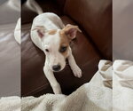 Small #1 American Pit Bull Terrier-American Staffordshire Terrier Mix