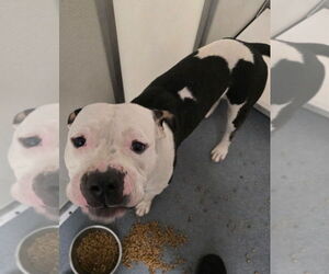 American Pit Bull Terrier Dogs for adoption in Glen Allen, VA, USA