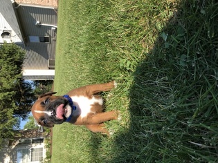 Boxer Puppy for sale in INDIANAPOLIS, IN, USA