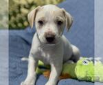 Small #7 Colonial Cocker Spaniel Mix