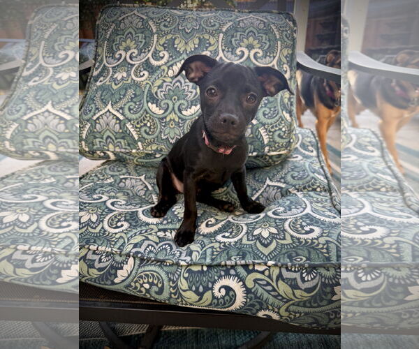 Medium Photo #3 Chihuahua-Unknown Mix Puppy For Sale in Oakley , CA, USA