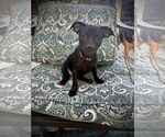 Small #2 Chihuahua Mix