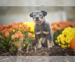 Small #5 Australian Cattle Dog