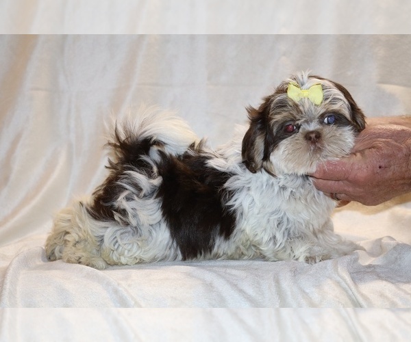 Medium Photo #15 Shih Tzu Puppy For Sale in DYERSBURG, TN, USA