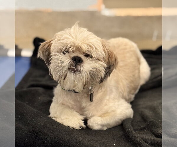 Medium Photo #4 Shih Tzu-Unknown Mix Puppy For Sale in Sykesville, MD, USA